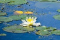 Water Lily and Lily Pads on Lake Royalty Free Stock Photo