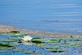 Water Lily and Lily Pads on Lake Royalty Free Stock Photo