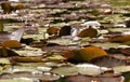 Water lily pads on a pond in Spring sunshine Royalty Free Stock Photo