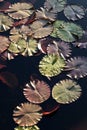 Water lily pads in the sunshine Royalty Free Stock Photo