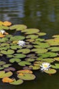 Water Lily in a palace garden