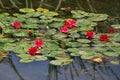 Water lilies