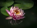 Water lily `Perry`s Orange Sunset` in the sun on a black background. Royalty Free Stock Photo