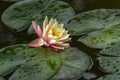 Water lily `Perry`s Orange Sunset` in the sunshine. Covered with water drops. Royalty Free Stock Photo