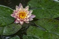 Water lily `Perry`s Orange Sunset` in the sunshine. The nymphaea reflected in a pond Royalty Free Stock Photo
