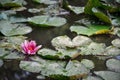 Water lily pink stands out from some lily pads in a Lake in Germany Royalty Free Stock Photo