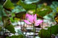 Pink Water Lily surrounded by green leaves