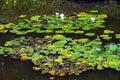 Water lily plant flowers and pads on a pond water surface in a botanical garden Royalty Free Stock Photo