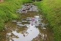 Water lily plant with leaves and flowers in pond. Tropical garden lake with pink flowers.