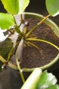 A water lily plant in a pot submerged in clear water, with several guppy fish swimming nearby. Scientifically known as Nymphaea