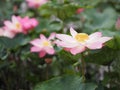 Water lily Plantae, Sacred Lotus, Bean of India, Nelumbo, NELUMBONACEAE name flower in pond Large flowers oval buds Pink tapered