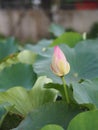 Water lily Plantae, Sacred Lotus, Bean of India, Nelumbo, NELUMBONACEAE name flower in pond Large flowers oval buds Pink tapered e