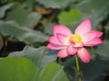 Water lily Plantae, Sacred Lotus, Bean of India, Nelumbo, NELUMBONACEAE name flower in pond Large flowers oval buds Pink tapered e
