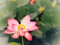 Water lily Plantae, Sacred Lotus, Bean of India, Nelumbo, NELUMBONACEAE name flower in pond Large flowers oval buds Pink tapered