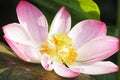 Water lily Plantae, Sacred Lotus, Bean of India, Nelumbo, NELUMBONACEAE name flower in pond Large flowers oval buds Pink tapered