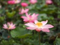 Water lily Plantae, Sacred Lotus, Bean of India, Nelumbo, NELUMBONACEAE name flower in pond Large flowers oval buds Pink tapered