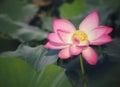 Water lily Plantae, Sacred Lotus, Bean of India, Nelumbo, NELUMBONACEAE name flower in pond Large flowers oval buds Pink tapered