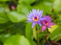 Water lily Plantae, Sacred Lotus, Bean of India, Nelumbo, NELUMBONACEAE name flower in pond Large flowers oval buds purple tapered