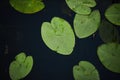 Water lily. Plants on the lake. Swamp with water lilies. Royalty Free Stock Photo