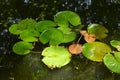 Water lily plants on a pond on a summer day Royalty Free Stock Photo