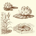 Water lily and water plants set Royalty Free Stock Photo