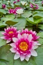 Water lily pond Royalty Free Stock Photo