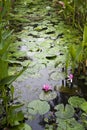 Water Lily on the pond