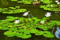 Water-lily in pond Royalty Free Stock Photo