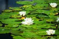 Water lily pond in Austria Royalty Free Stock Photo