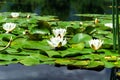 Water lily pond in Austria Royalty Free Stock Photo