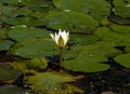 Water lily in a pond in central massachusetts