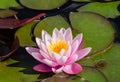 Water Lily pond flower pink Royalty Free Stock Photo