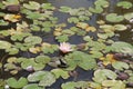 Water lily on a pond Royalty Free Stock Photo