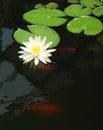 Water lily in a pond with goldfish Royalty Free Stock Photo