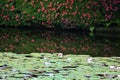 Water lily pond, Japanese garden Kyoto japan. Royalty Free Stock Photo