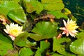 Water lily in a pond Kingsnorth Gardens Folkestone England Royalty Free Stock Photo