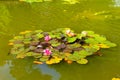 Water lily in a pond Kingsnorth Gardens Folkestone England Royalty Free Stock Photo
