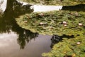 Water lily or pond lily on small country lake with reflection