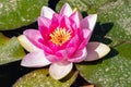 Water lily pond with nenufar plants pink and white in a park
