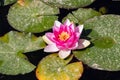 Water lily pond with nenufar plants pink and white in a park