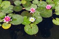 Water lily pond with nenufar plants pink and white in a park