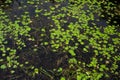 Water lily and pond lily