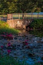 Water lily pond outdoors in Tobago Caribbean bridge garden