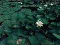 Water lily in the pond. Picture in vintage tone. Royalty Free Stock Photo