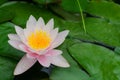 Water lily in the pond. Pink water lily or lily flower in the pond.