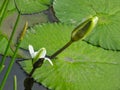 a water lily in a pond