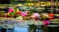 A water lily pond with vibrant blooms