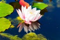 Water lily in a pond Royalty Free Stock Photo