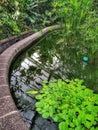 Water lily pond at Wellington botanic gardens with reflections