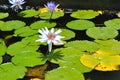 Water lily in a pond Royalty Free Stock Photo